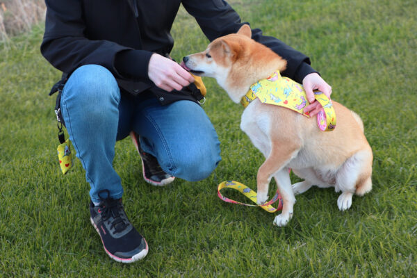 Shiba Inu wearing a vibrant yellow customizable dog bandana with playful cat designs, securely attached to its collar.